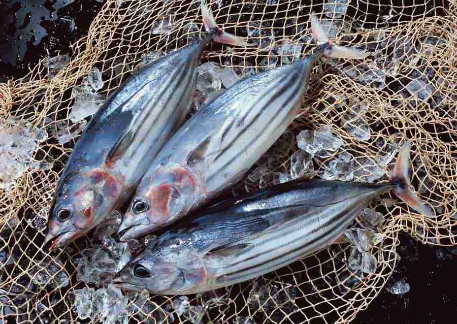 Seasonal Fish and Shellfis - Datacraft Sozaijiten  ></a>
<script language=JavaScript> 
  var txt = 