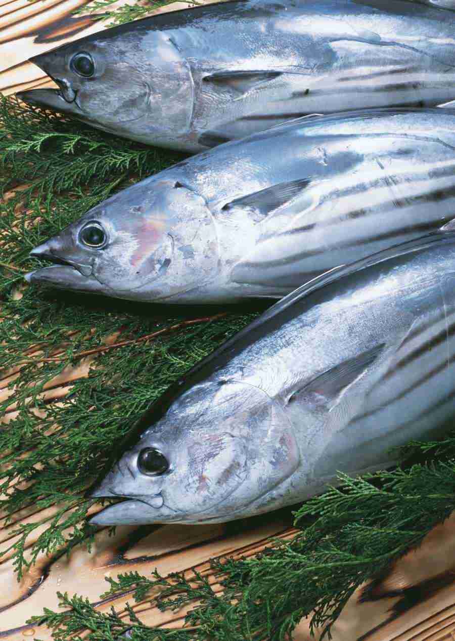 Seasonal Fish and Shellfis - Datacraft Sozaijiten  ></a>
<script language=JavaScript> 
  var txt = 