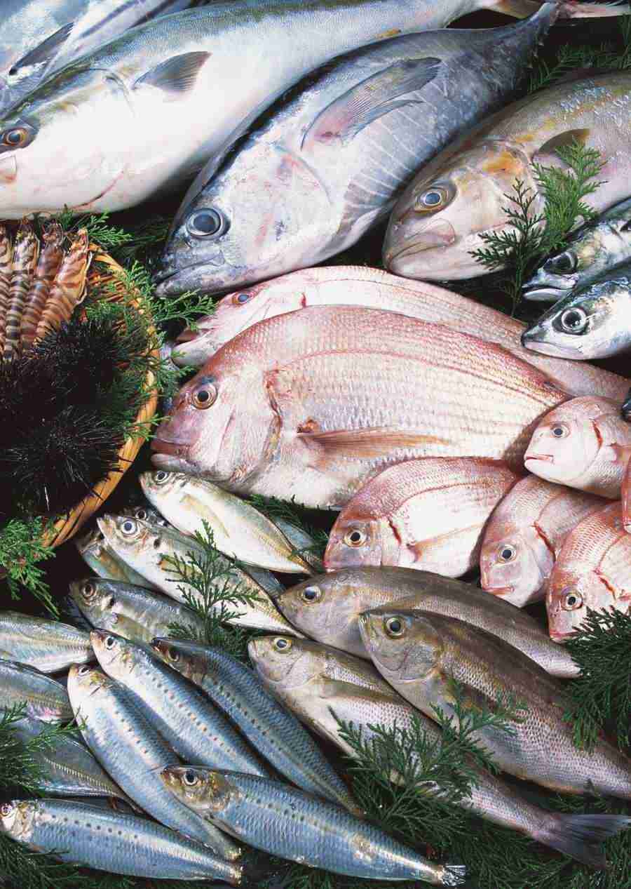 Seasonal Fish and Shellfis - Datacraft Sozaijiten  ></a>
<script language=JavaScript> 
  var txt = 