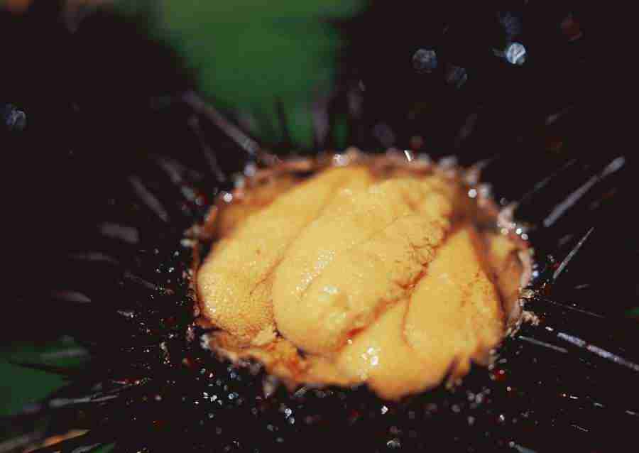 Seasonal Fish and Shellfis - Datacraft Sozaijiten  ></a>
<script language=JavaScript> 
  var txt = 