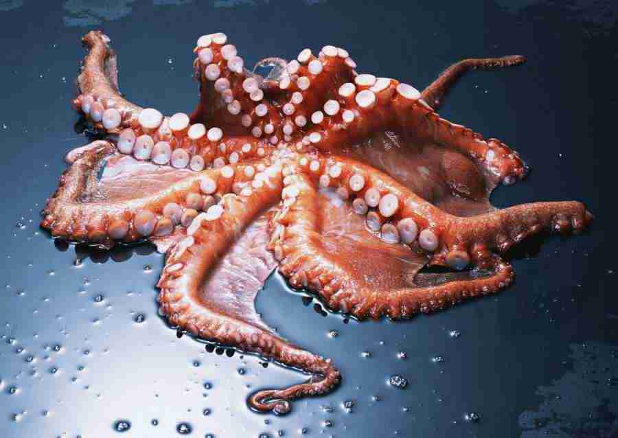 Seasonal Fish and Shellfis - Datacraft Sozaijiten  ></a>
<script language=JavaScript> 
  var txt = 