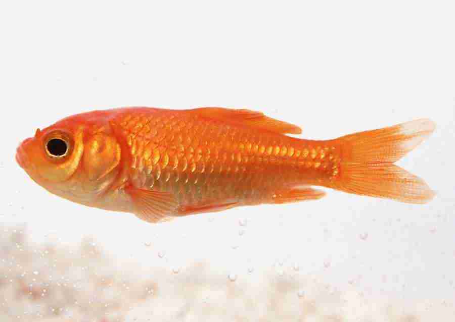 Summer Lifestyles And Nature - Datacraft Sozaijiten  ></a>
<script language=JavaScript> 
  var txt = 