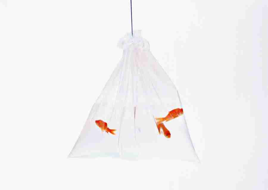 Summer Lifestyles And Nature - Datacraft Sozaijiten  ></a>
<script language=JavaScript> 
  var txt = 