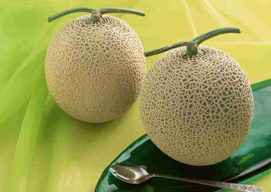 Summer Lifestyles And Nature - Datacraft Sozaijiten  ></a>
<script language=JavaScript> 
  var txt = 