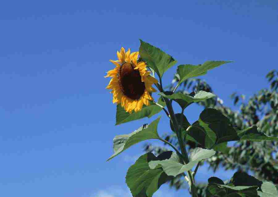 Summer Lifestyles And Nature - Datacraft Sozaijiten  ></a>
<script language=JavaScript> 
  var txt = 