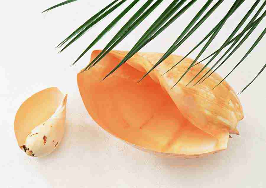 Summer Lifestyles And Nature - Datacraft Sozaijiten  ></a>
<script language=JavaScript> 
  var txt = 