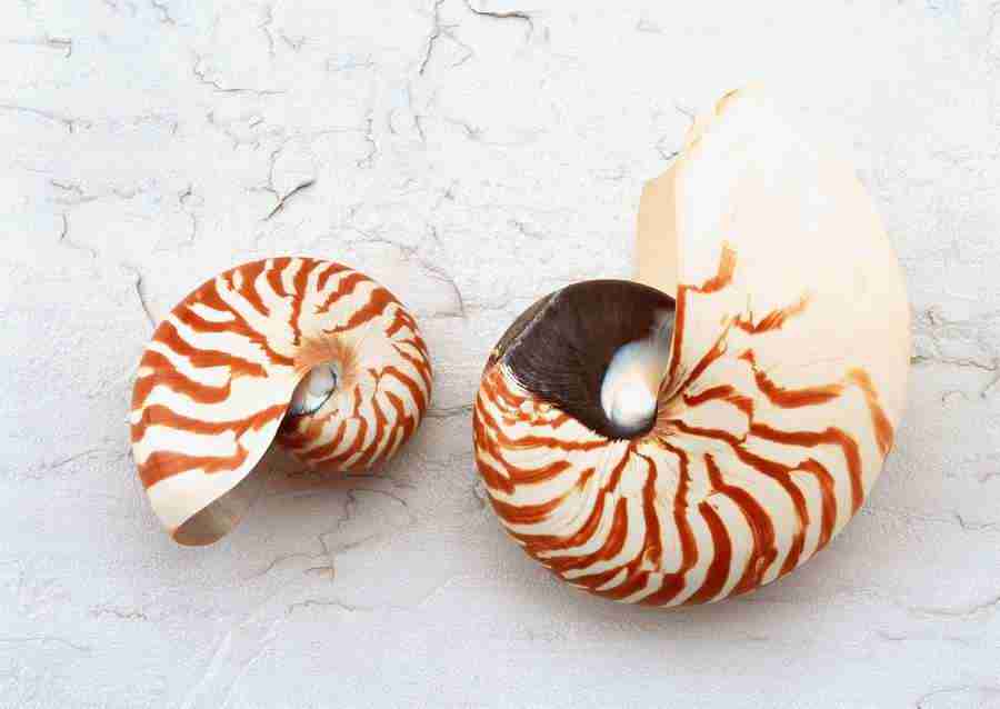 Summer Lifestyles And Nature - Datacraft Sozaijiten  ></a>
<script language=JavaScript> 
  var txt = 