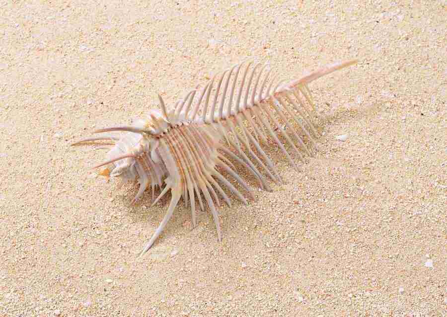 Summer Lifestyles And Nature - Datacraft Sozaijiten  ></a>
<script language=JavaScript> 
  var txt = 