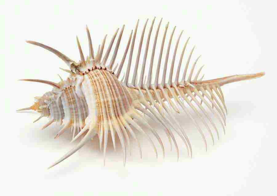 Summer Lifestyles And Nature - Datacraft Sozaijiten  ></a>
<script language=JavaScript> 
  var txt = 