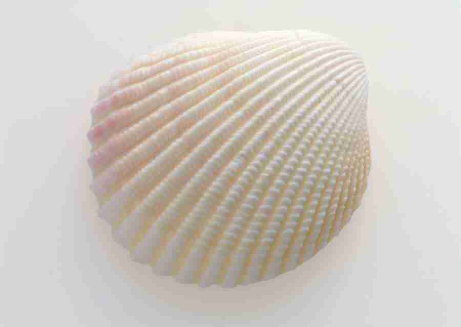 Summer Lifestyles And Nature - Datacraft Sozaijiten  ></a>
<script language=JavaScript> 
  var txt = 