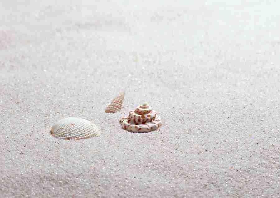 Summer Lifestyles And Nature - Datacraft Sozaijiten  ></a>
<script language=JavaScript> 
  var txt = 