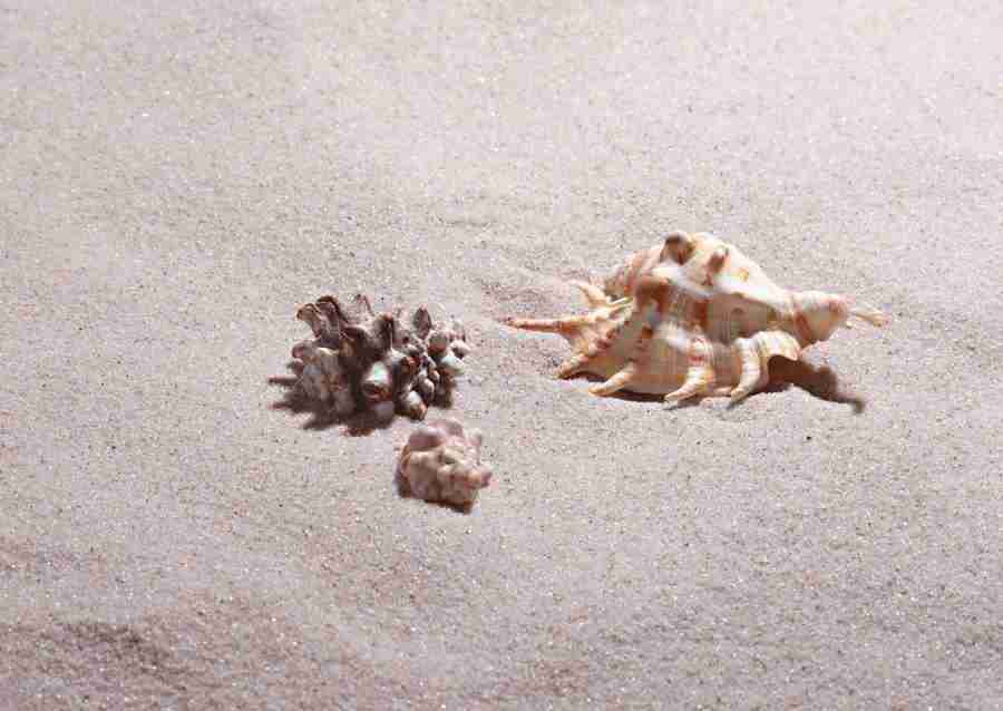 Summer Lifestyles And Nature - Datacraft Sozaijiten  ></a>
<script language=JavaScript> 
  var txt = 