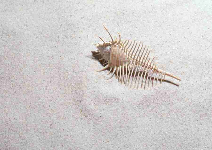 Summer Lifestyles And Nature - Datacraft Sozaijiten  ></a>
<script language=JavaScript> 
  var txt = 