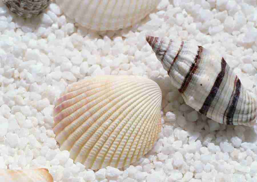 Summer Lifestyles And Nature - Datacraft Sozaijiten  ></a>
<script language=JavaScript> 
  var txt = 