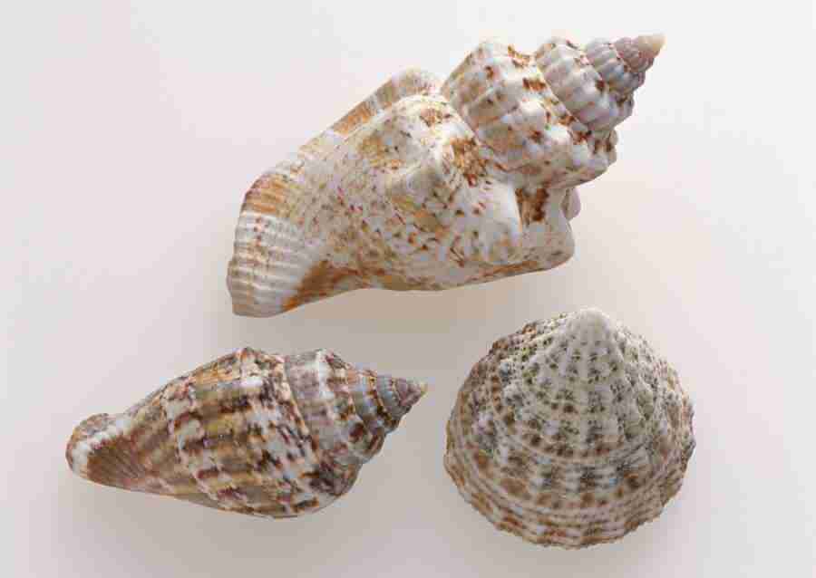 Summer Lifestyles And Nature - Datacraft Sozaijiten  ></a>
<script language=JavaScript> 
  var txt = 