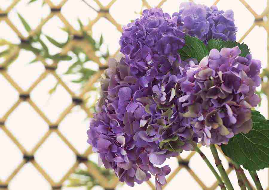 Summer Lifestyles And Nature - Datacraft Sozaijiten  ></a>
<script language=JavaScript> 
  var txt = 