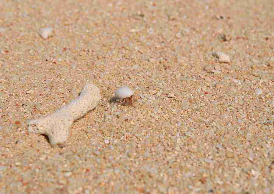 South Pacific Islands - Datacraft Sozaijiten  ></a>
<script language=JavaScript> 
  var txt = 