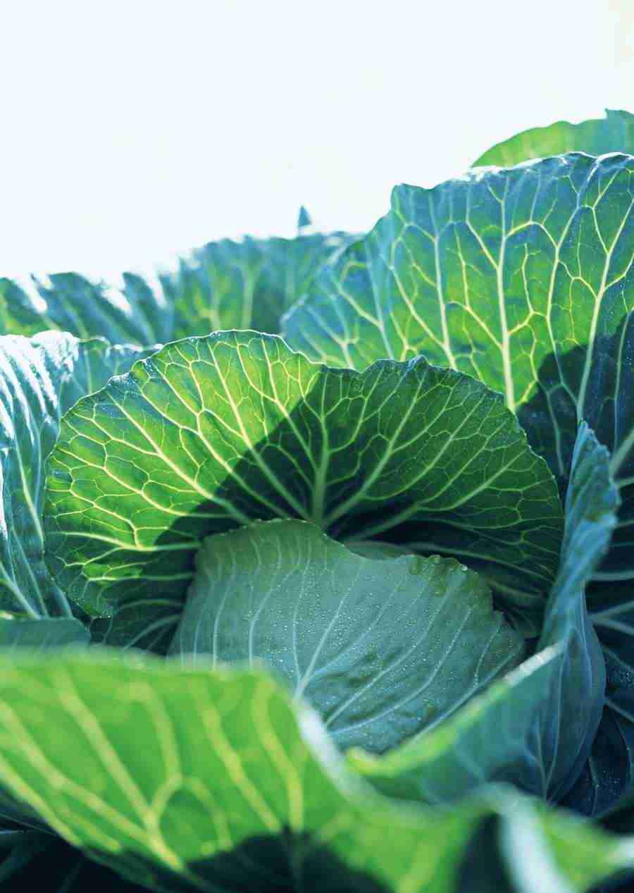 Vegetables - Datacraft Sozaijiten  ></a>
<script language=JavaScript> 
  var txt = 
