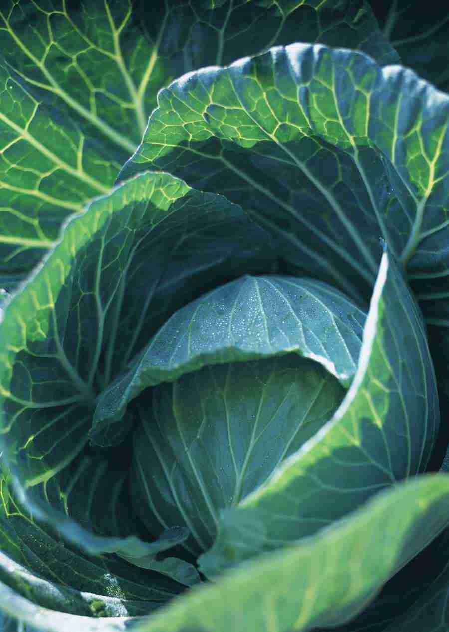 Vegetables - Datacraft Sozaijiten  ></a>
<script language=JavaScript> 
  var txt = 