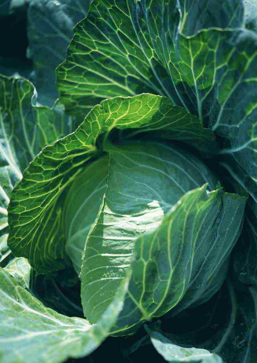 Vegetables - Datacraft Sozaijiten  ></a>
<script language=JavaScript> 
  var txt = 