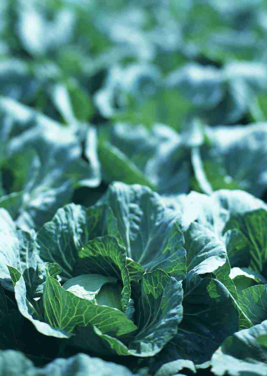 Vegetables - Datacraft Sozaijiten  ></a>
<script language=JavaScript> 
  var txt = 