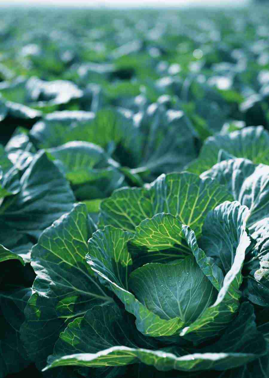 Vegetables - Datacraft Sozaijiten  ></a>
<script language=JavaScript> 
  var txt = 