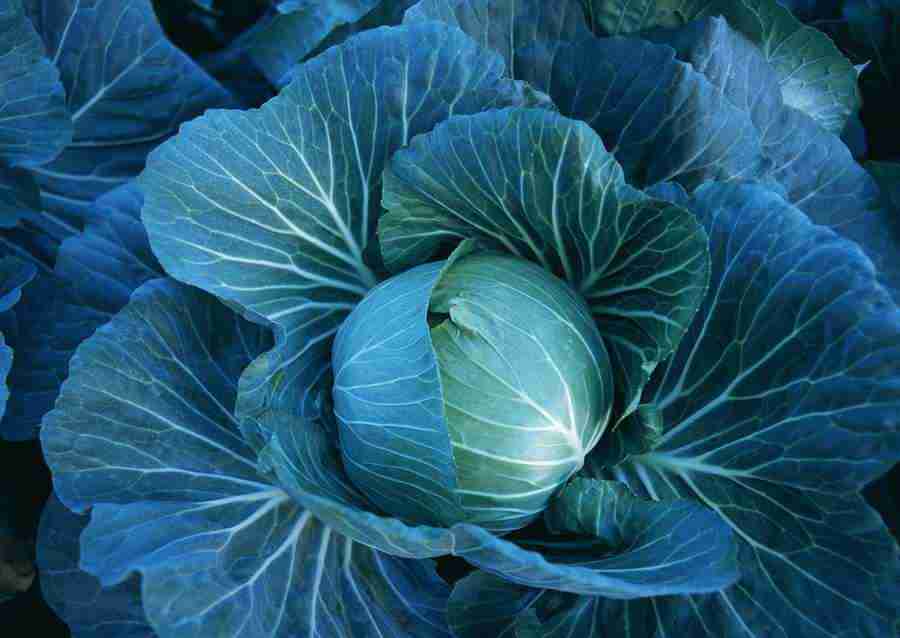 Vegetables - Datacraft Sozaijiten  ></a>
<script language=JavaScript> 
  var txt = 