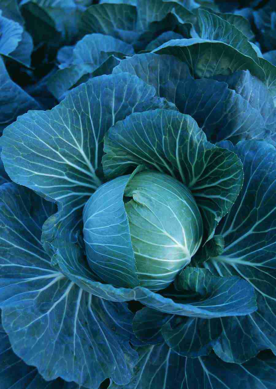 Vegetables - Datacraft Sozaijiten  ></a>
<script language=JavaScript> 
  var txt = 