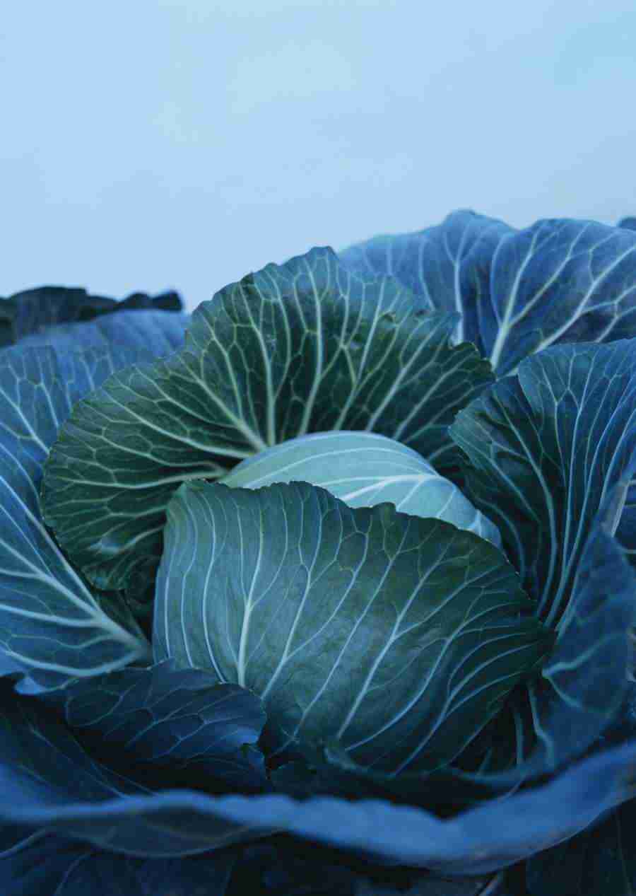 Vegetables - Datacraft Sozaijiten  ></a>
<script language=JavaScript> 
  var txt = 