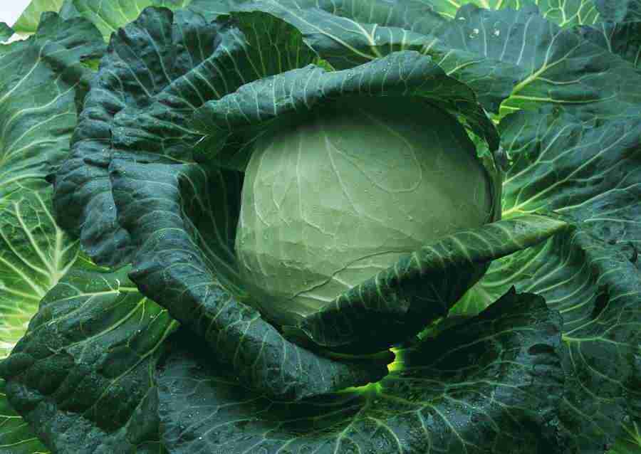 Vegetables - Datacraft Sozaijiten  ></a>
<script language=JavaScript> 
  var txt = 