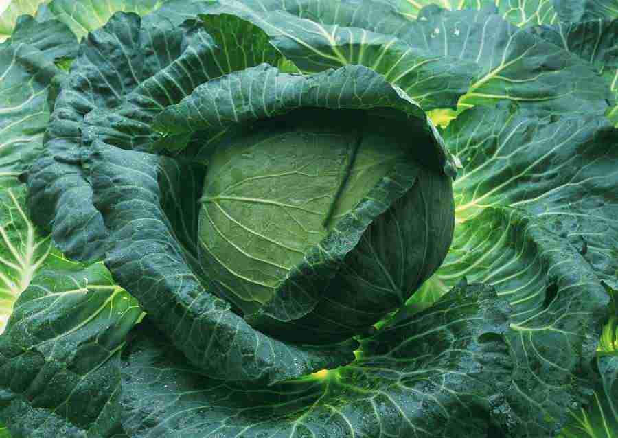 Vegetables - Datacraft Sozaijiten  ></a>
<script language=JavaScript> 
  var txt = 