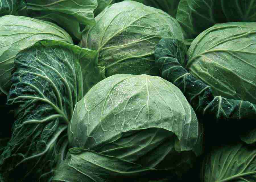 Vegetables - Datacraft Sozaijiten  ></a>
<script language=JavaScript> 
  var txt = 