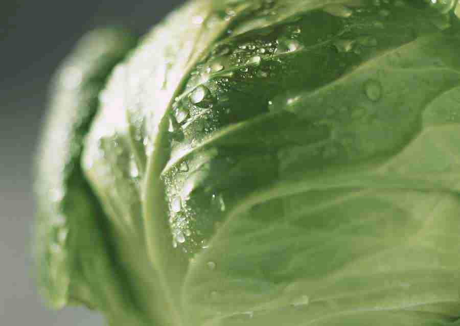 Vegetables - Datacraft Sozaijiten  ></a>
<script language=JavaScript> 
  var txt = 