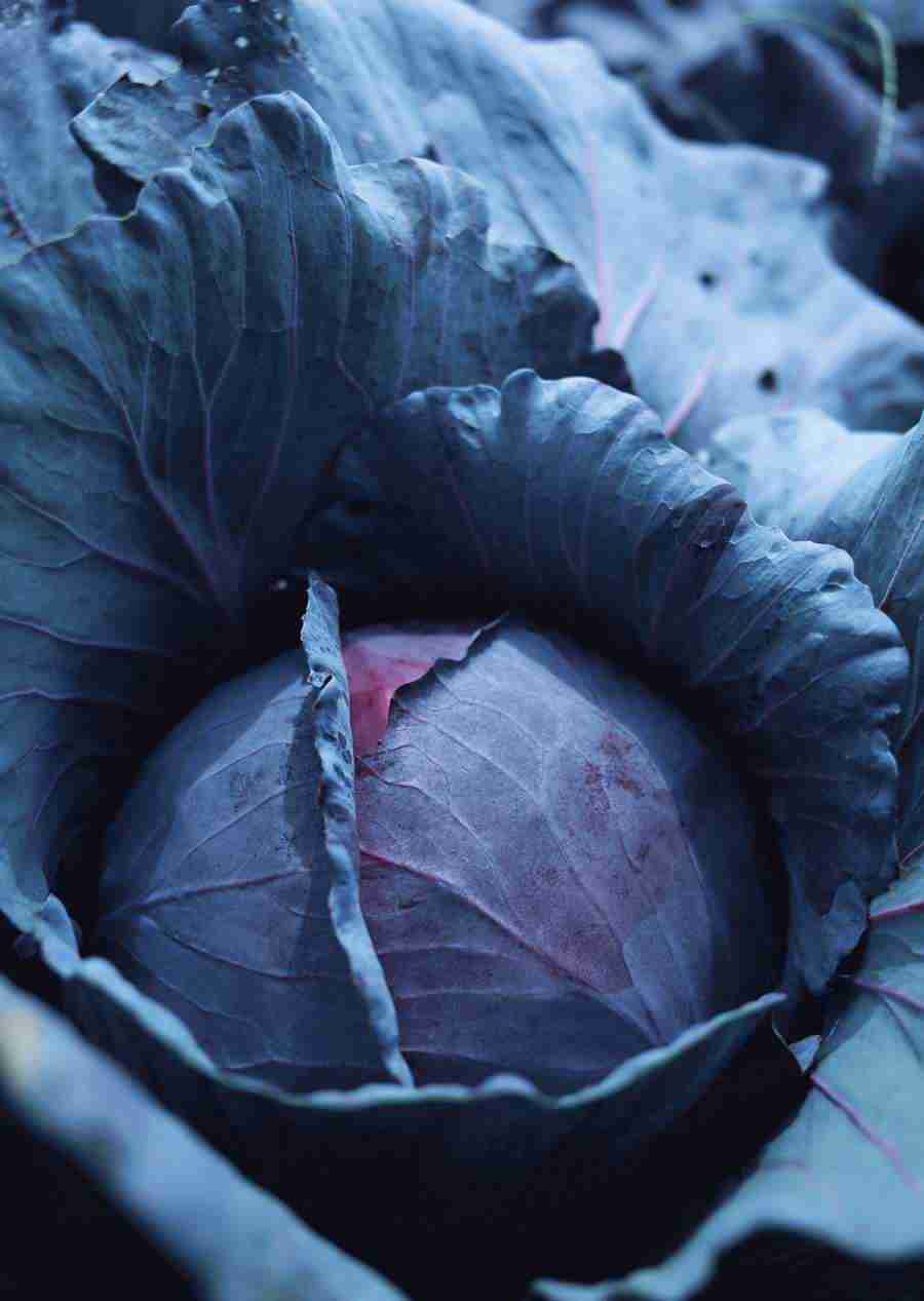 Vegetables - Datacraft Sozaijiten  ></a>
<script language=JavaScript> 
  var txt = 