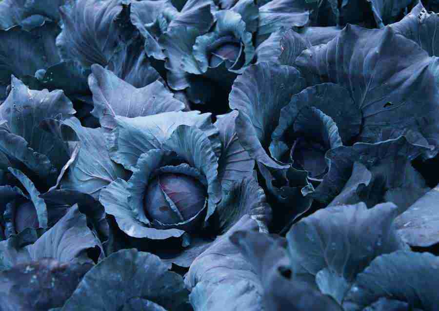 Vegetables - Datacraft Sozaijiten  ></a>
<script language=JavaScript> 
  var txt = 