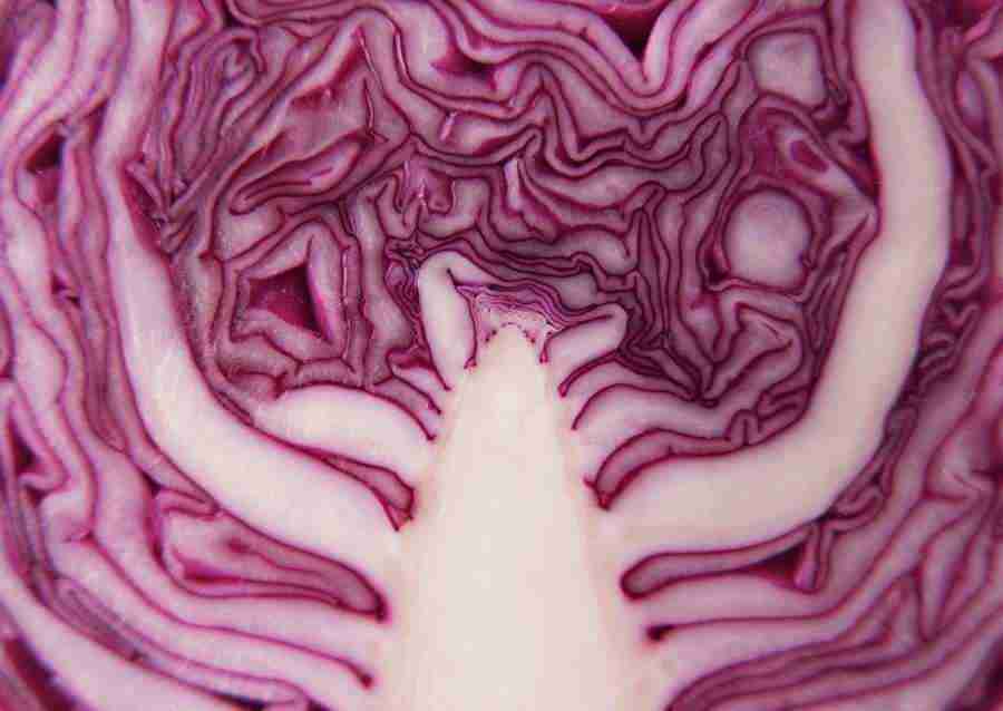 Vegetables - Datacraft Sozaijiten  ></a>
<script language=JavaScript> 
  var txt = 