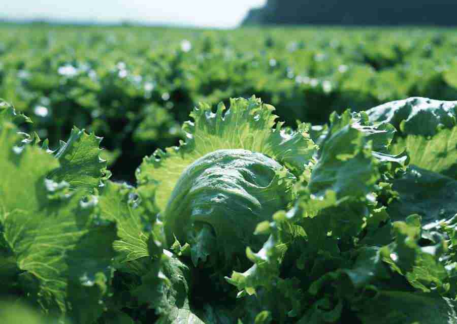 Vegetables - Datacraft Sozaijiten  ></a>
<script language=JavaScript> 
  var txt = 