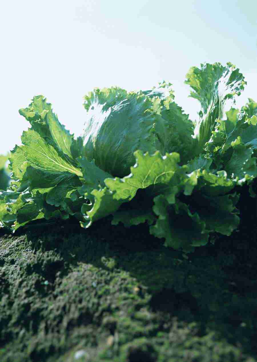 Vegetables - Datacraft Sozaijiten  ></a>
<script language=JavaScript> 
  var txt = 