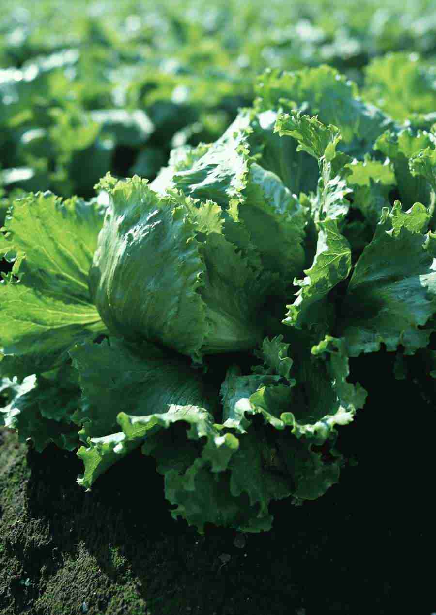 Vegetables - Datacraft Sozaijiten  ></a>
<script language=JavaScript> 
  var txt = 