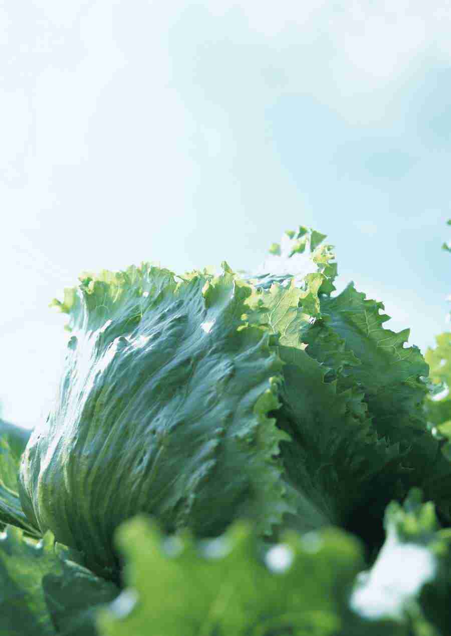 Vegetables - Datacraft Sozaijiten  ></a>
<script language=JavaScript> 
  var txt = 