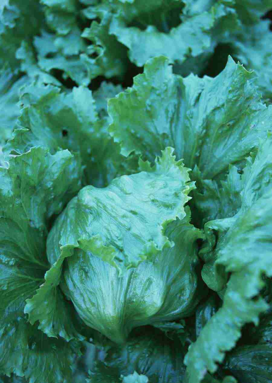 Vegetables - Datacraft Sozaijiten  ></a>
<script language=JavaScript> 
  var txt = 