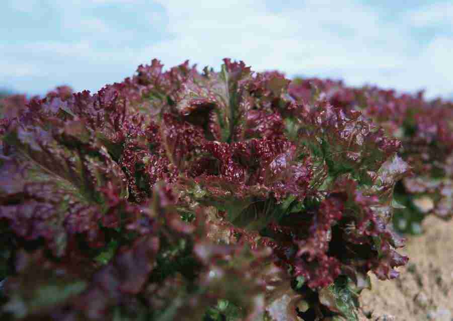 Vegetables - Datacraft Sozaijiten  ></a>
<script language=JavaScript> 
  var txt = 