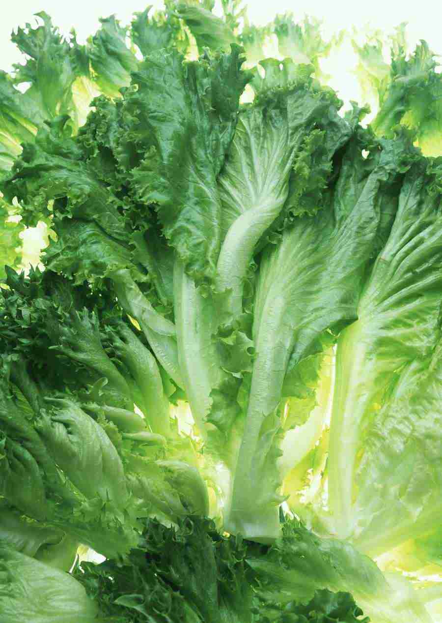 Vegetables - Datacraft Sozaijiten  ></a>
<script language=JavaScript> 
  var txt = 