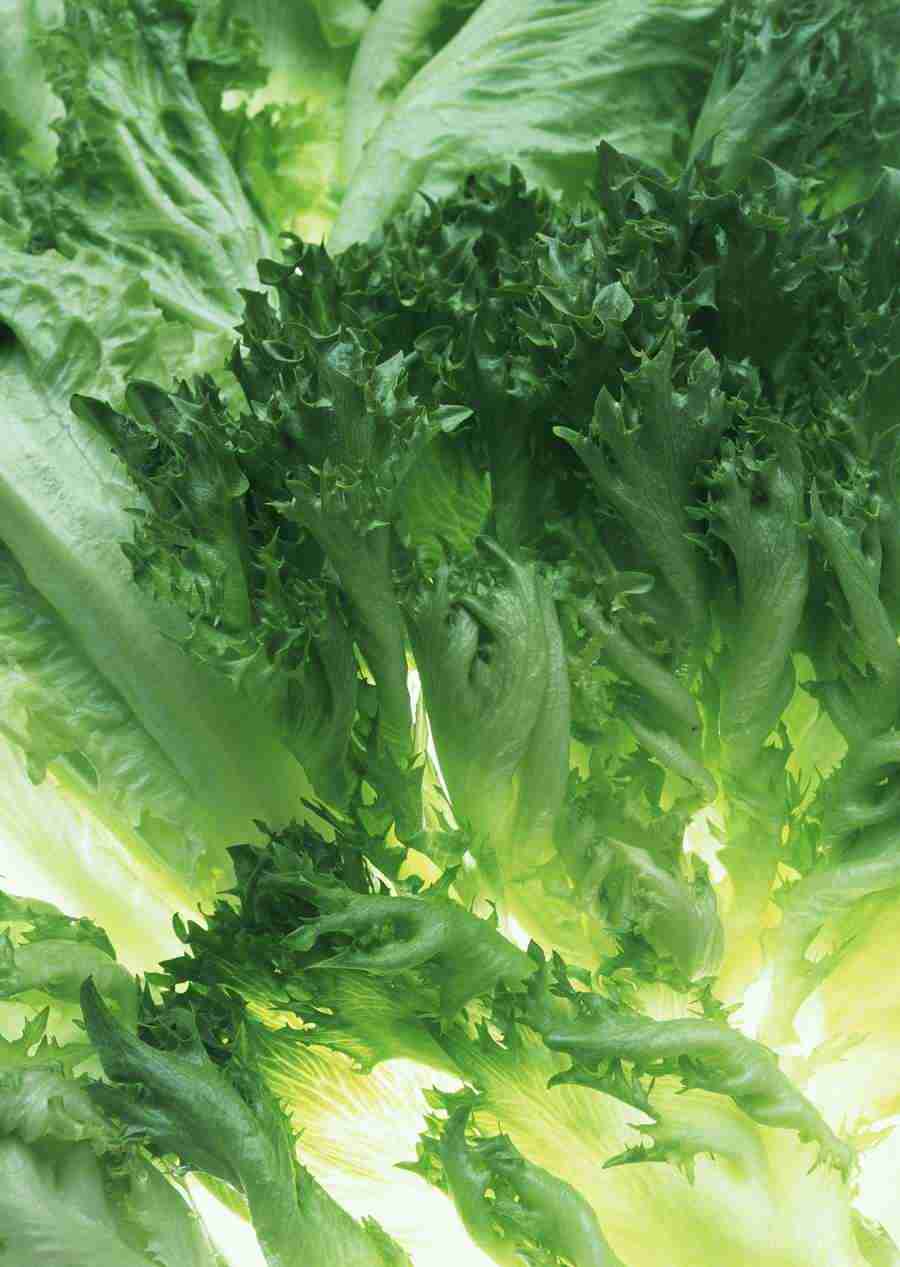 Vegetables - Datacraft Sozaijiten  ></a>
<script language=JavaScript> 
  var txt = 