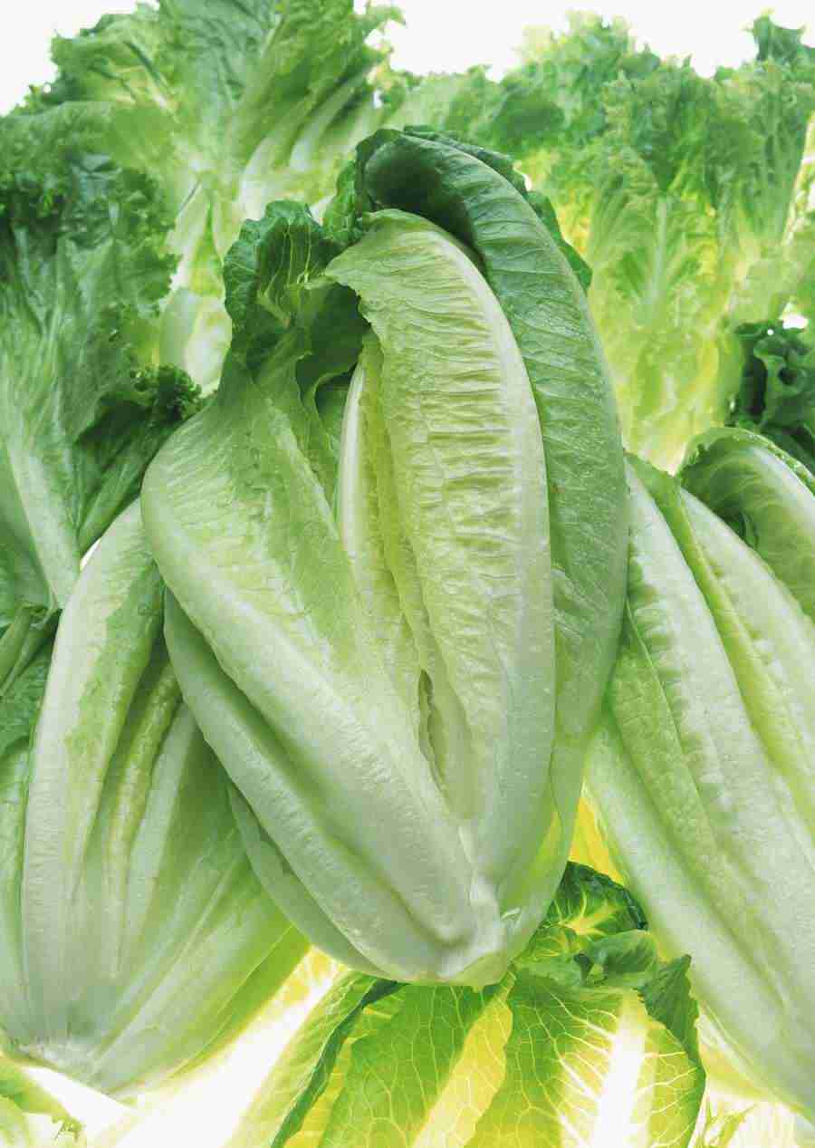 Vegetables - Datacraft Sozaijiten  ></a>
<script language=JavaScript> 
  var txt = 