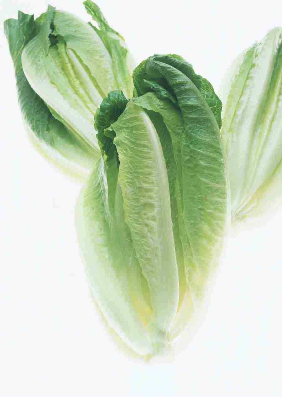 Vegetables - Datacraft Sozaijiten  ></a>
<script language=JavaScript> 
  var txt = 