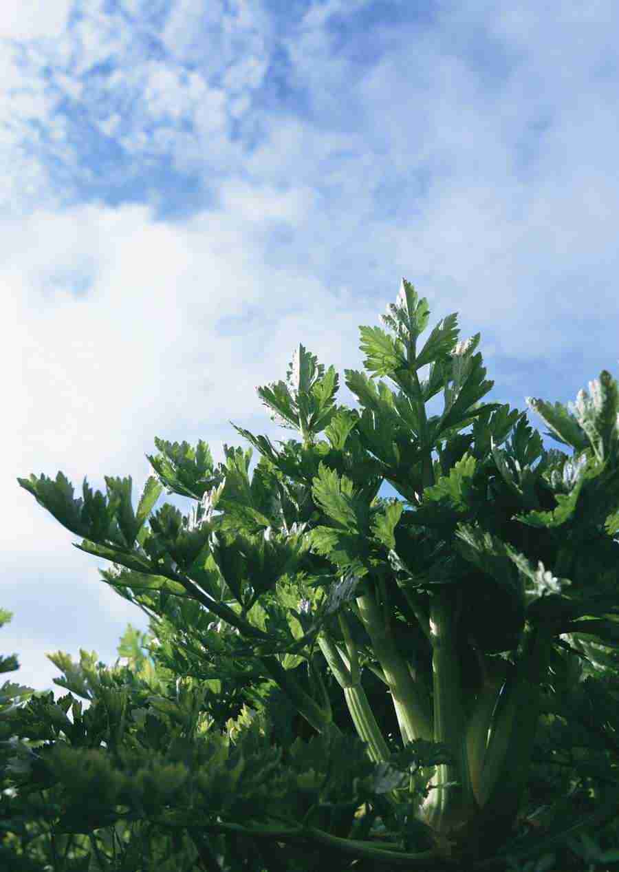 Vegetables - Datacraft Sozaijiten  ></a>
<script language=JavaScript> 
  var txt = 