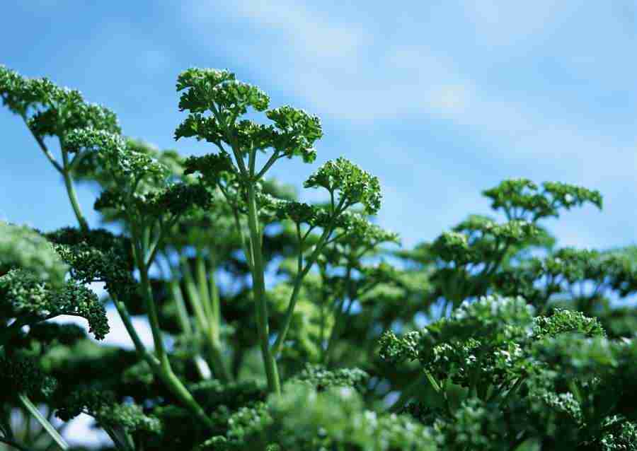 Vegetables - Datacraft Sozaijiten  ></a>
<script language=JavaScript> 
  var txt = 