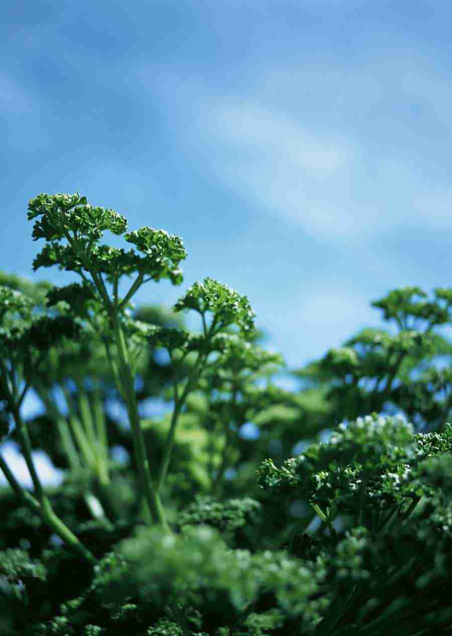 Vegetables - Datacraft Sozaijiten  ></a>
<script language=JavaScript> 
  var txt = 