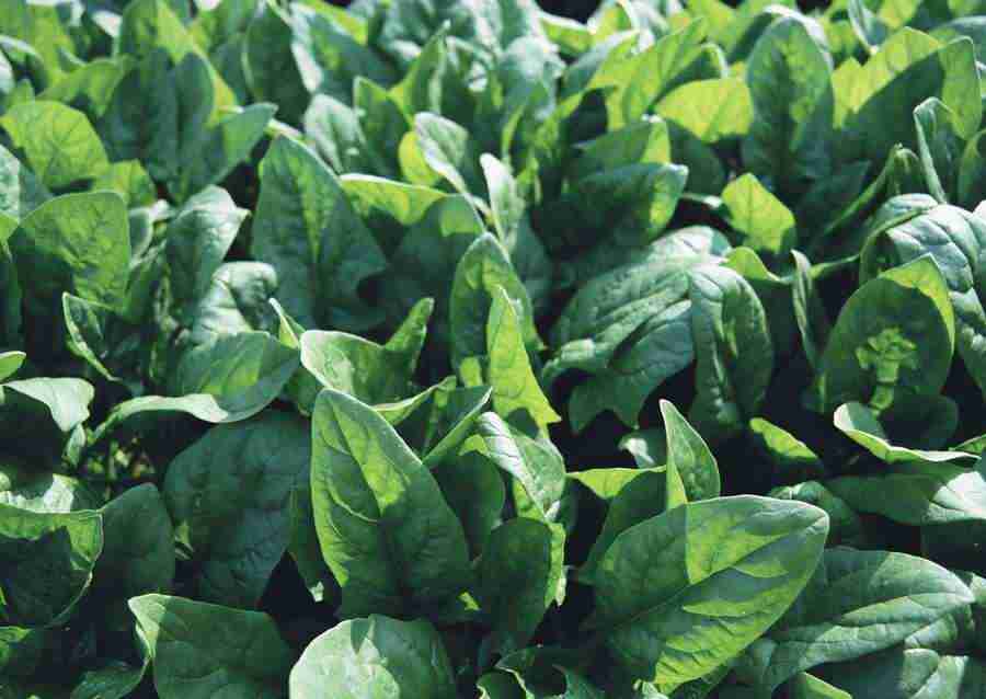 Vegetables - Datacraft Sozaijiten  ></a>
<script language=JavaScript> 
  var txt = 